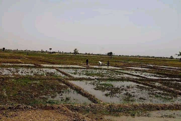 AgriShield: FG's New Push to Secure Farmers, Strengthen Food Supply