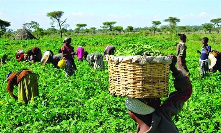Rural Network Blackout Hurting Kaduna Farmers, Businesses, Advocate Says
