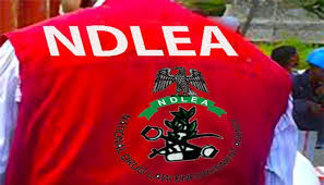 Kaduna NDLEA Arrests 108, Seizes Nearly 1.9 Tonnes of Drugs
