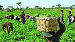 Bauchi Reports Fertiliser Support for 5,040 Farmers